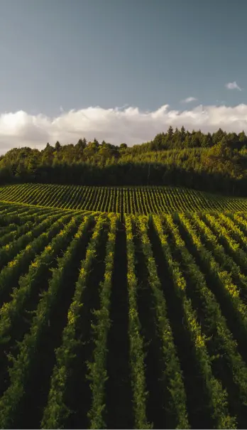 Agriculture image